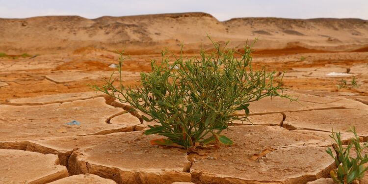 Cambio climático provocará una caída del 20% en la agricultura, advierten expertos