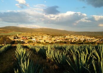 Industria tequilera apuesta por prácticas sostenibles