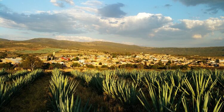Industria tequilera apuesta por prácticas sostenibles