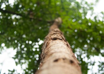 La UE da prioridad a la reforestación para reducir el uso de pesticidas