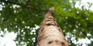La UE da prioridad a la reforestación para reducir el uso de pesticidas