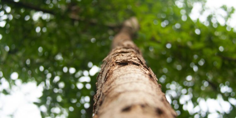 La UE da prioridad a la reforestación para reducir el uso de pesticidas