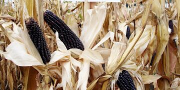 Maíces pigmentados: más nutritivos y con mejor valor comercial