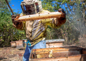 Nueva norma oficial busca impedir fraudes a consumidores de miel