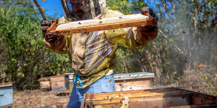 Nueva norma oficial busca impedir fraudes a consumidores de miel