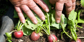 Producción para autoconsumo ayuda a la gente ante crisis por COVID-19