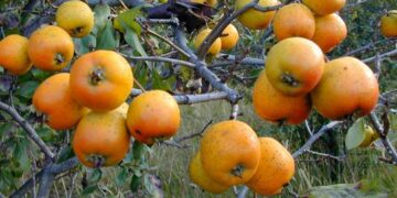 Productores poblanos reciben fertilizante orgánico