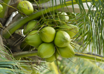 Super alimentos, con mayor impacto en el medio ambiente