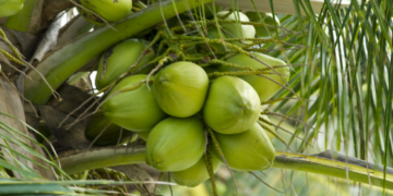 Super alimentos, con mayor impacto en el medio ambiente