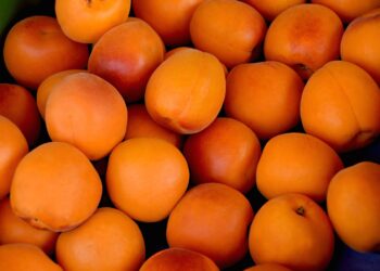 Aumenta la demanda de albaricoques ecológicos en EEUU