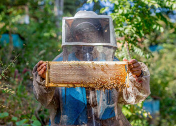 Científicos del Colpos desarrollan tecnología para mejorar crianza de abejas sin aguijón