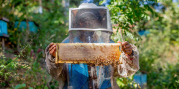 Científicos del Colpos desarrollan tecnología para mejorar crianza de abejas sin aguijón