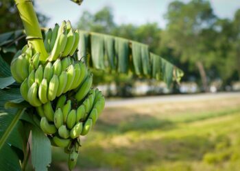 Colima aumenta la producción de plátano orgánico