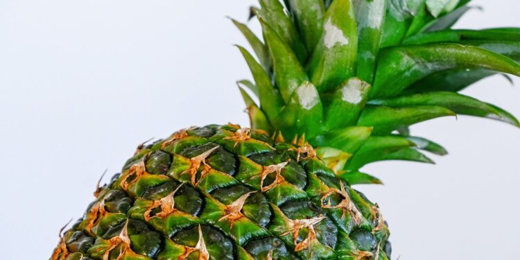 En Perú, elaborarán empaques biodegradables con residuos de tuna y piña