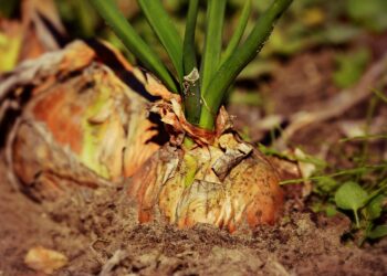 Especialistas analizan la mejor forma de preparar bokashi