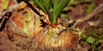 Especialistas analizan la mejor forma de preparar bokashi