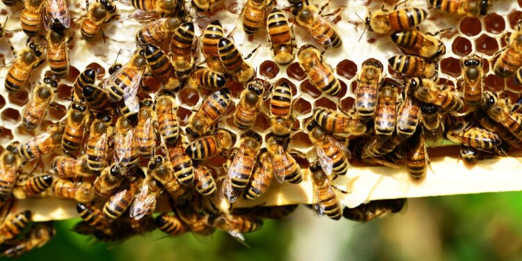 Exportaciones de miel sin clasificar provocan pérdidas de hasta 40%