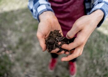 Humus, insumo accesible y fácil de elaborar