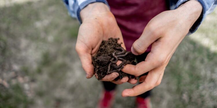 Humus, insumo accesible y fácil de elaborar