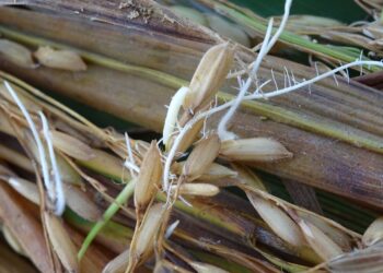 Niegan investigadores atraso en el desarrollo de variedades de arroz y frijol en México