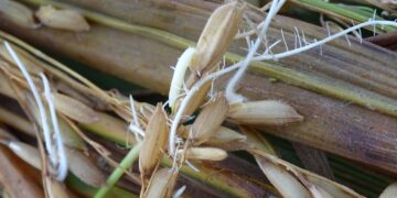 Niegan investigadores atraso en el desarrollo de variedades de arroz y frijol en México