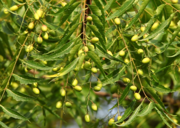 Opciones naturales contra plagas