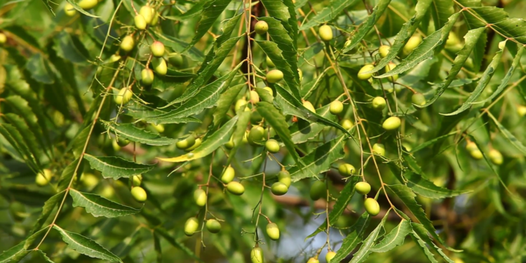 Opciones naturales contra plagas