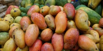 Producción frutícola de Sinaloa apunta a los orgánicos