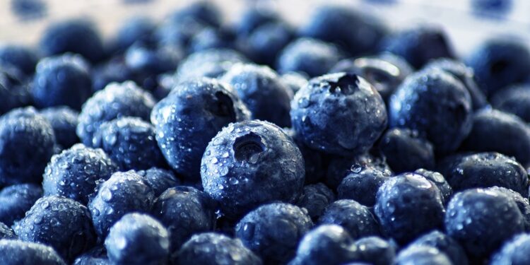 Productores chilenos ven en Dubái oportunidades para berries