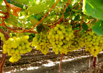 Sonora inicia exportación de uva de mesa a Corea del Sur