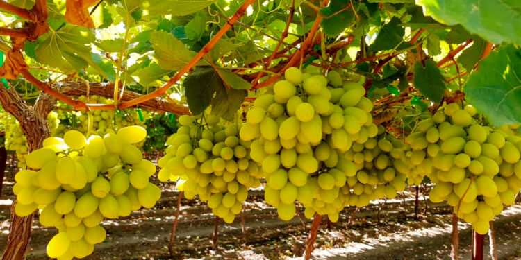 Sonora inicia exportación de uva de mesa a Corea del Sur