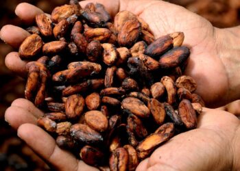 Universidad Earth capacitará sobre producción orgánica de cacao