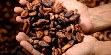 Universidad Earth capacitará sobre producción orgánica de cacao