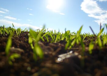 Abonos orgánicos desplazan el uso de agroquímicos en Michoacán