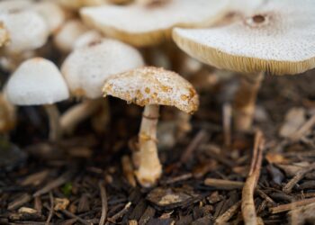 Bosques: la riqueza de la biodiversidad contra pandemias