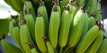 Científicos mejoran cultivo de plátano orgánico mediante riego optimizado