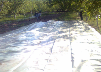 Desinfestación biológica de suelos agrícolas, alternativa a los agroquímicos