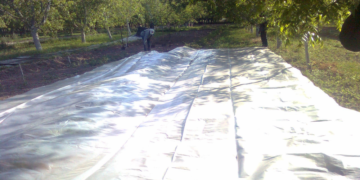 Desinfestación biológica de suelos agrícolas, alternativa a los agroquímicos