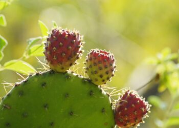 Fertilizante orgánico reduce el impacto ambiental del cultivo de tuna