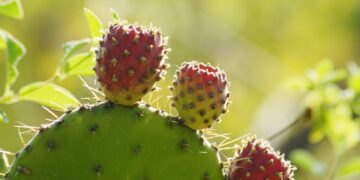 Fertilizante orgánico reduce el impacto ambiental del cultivo de tuna