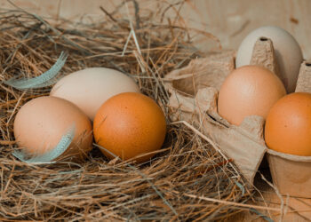 “Gallinas felices”, la apuesta de productor de huevo orgánico