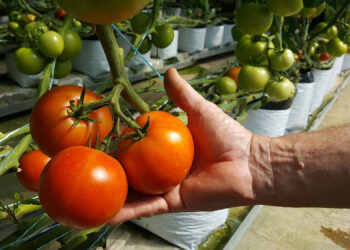 Impulsan mejores condiciones laborales en horticultura protegida