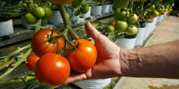 Impulsan mejores condiciones laborales en horticultura protegida