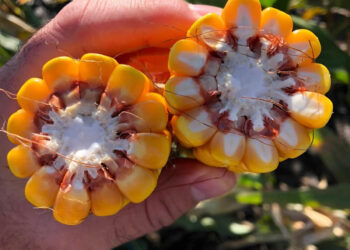 Insumos biológicos, fundamentales para una producción sostenible y rentable