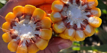 Insumos biológicos, fundamentales para una producción sostenible y rentable