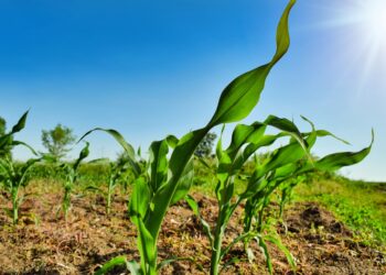 Investigadores e iniciativa privada desarrollan un herbicida natural