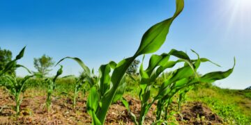 Investigadores e iniciativa privada desarrollan un herbicida natural