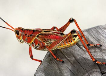 La revolución alimentaria a través de los insectos