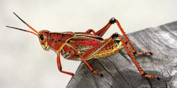 La revolución alimentaria a través de los insectos