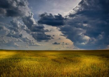 La salinización del suelo amenaza a la agricultura de todo el planeta